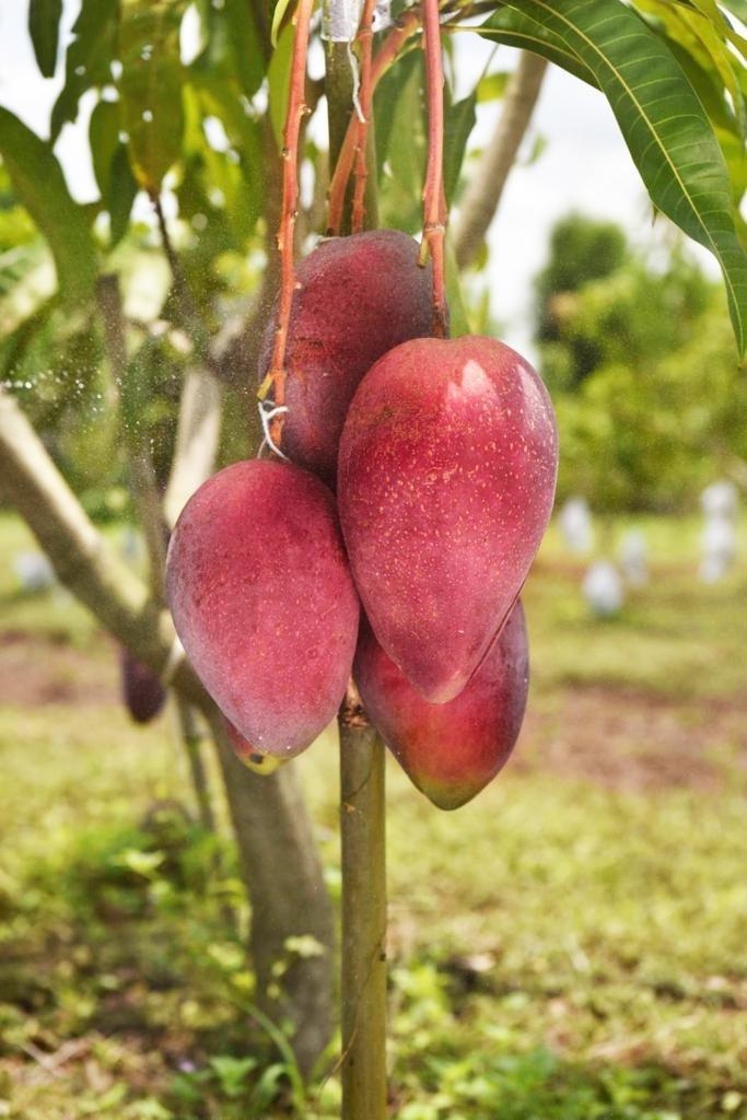 ⚠️突發！泰國正宗皇室紅鑽芒果🥭⚠️ - 產品圖片 4 - undefined