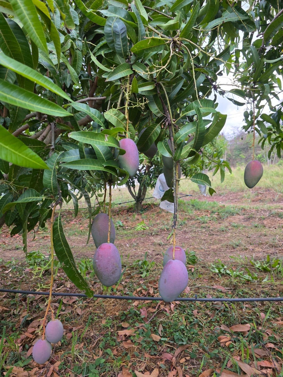 ⚠️突發！泰國正宗皇室紅鑽芒果🥭⚠️ - 產品圖片 8 - undefined